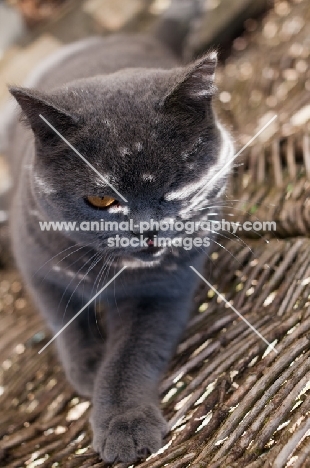 blue British Shorthair cat in sheltered spot