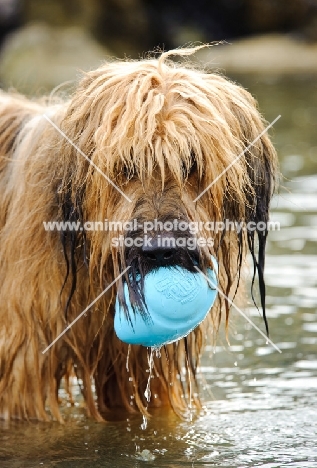 wet Briard with toy