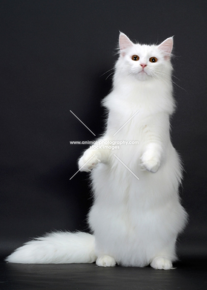 White Norwegian Forest Cat