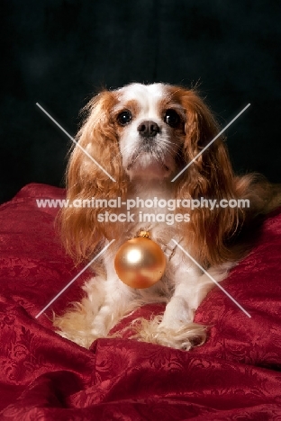 cavalier king charles spaniel wearing christmas ball