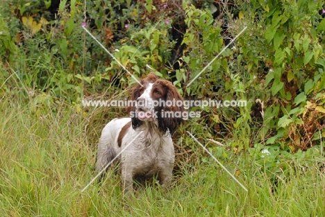 English springer spaniel, working type, amongst greenery