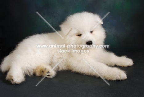 9 week old Samoyed puppy in studio