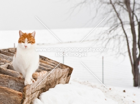 Household cat in winter