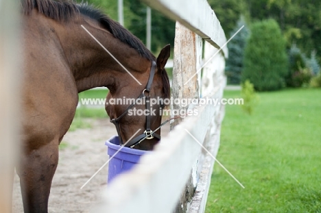 Appaloosa feeding near fence