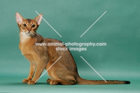 1 year old ruddy (usual) Abyssinian cat