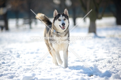 Young siberian husky walking in a snow-covered field