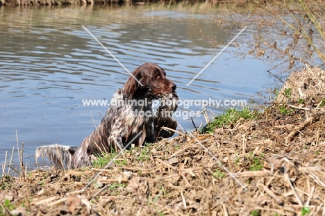 Small Munsterlander retrieving from pond