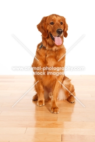 Golden Retriever on wooden floor