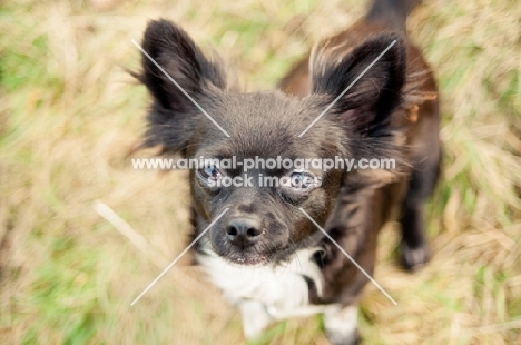 long-haired Chihuahua