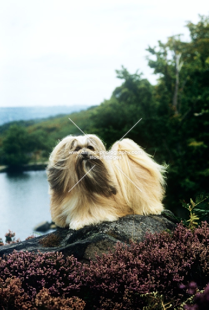 ch saxonsprings hackensack (hank), lhasa apso standing in moorland on rock