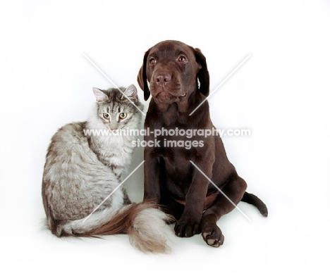 Chocolate Labrador sitting next to cat