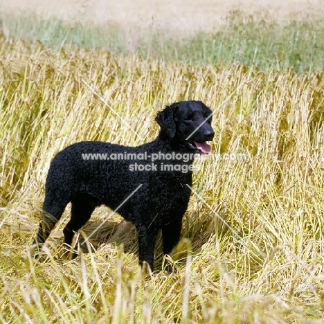 champion curly coat retreiver standing in a corn field