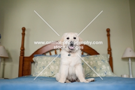 Golden retriever sitting on bed.