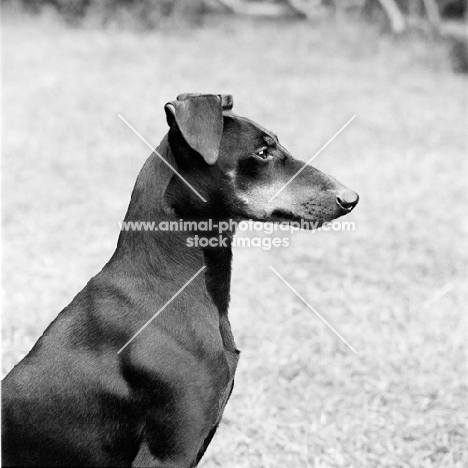 manchester terrier, portrait