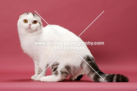 Silver Classic Tabby & White Scottish Fold