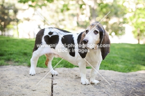 Senior Basset hound in park.