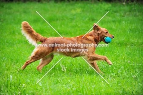 Golden Retriever running with dummy