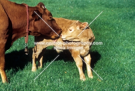 guernsey calf and mother