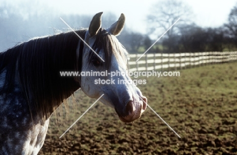 arab mare, portrait