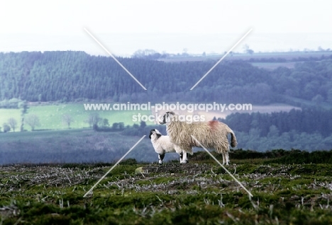 scottish blackface ewe and lamb on yorkshire moors