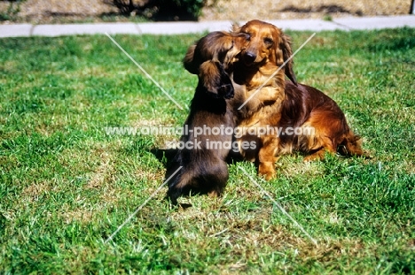 long haired dachshund puppy cuddling her mother