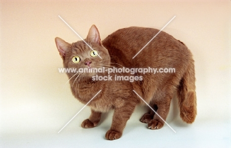 cinnamon British Shorthair cat