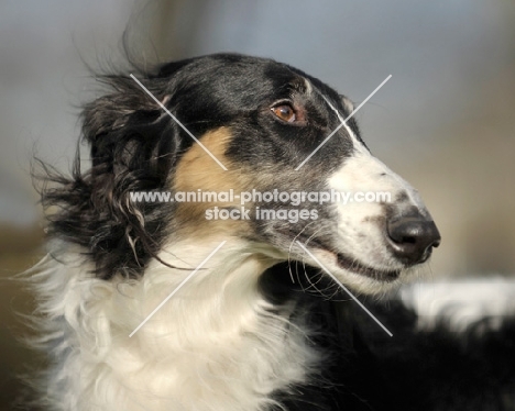 Borzoi head study