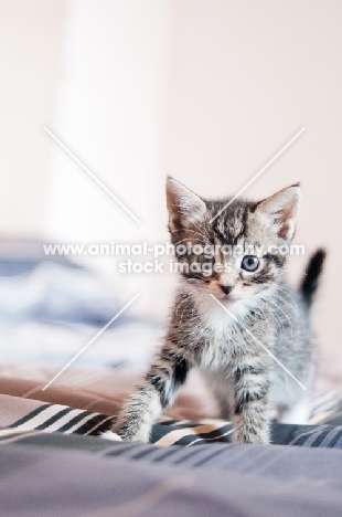 kitten on sheets