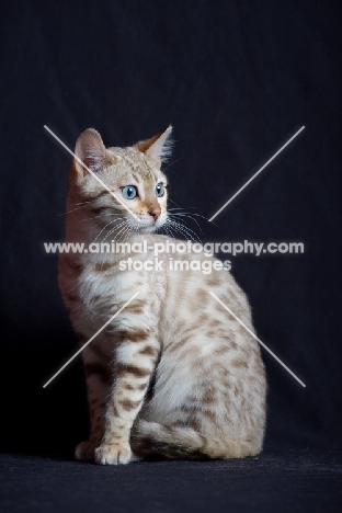 Bengal cat sitting, studio shot on black background