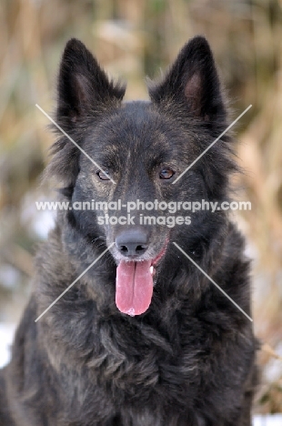 Dutch Shepherd Dog, portrait