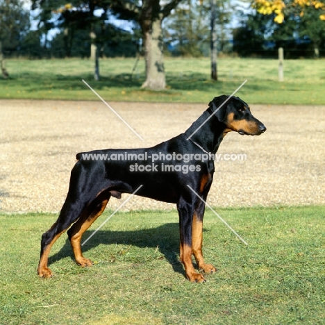 ch iceberg of tavey, dobermann standing on grass