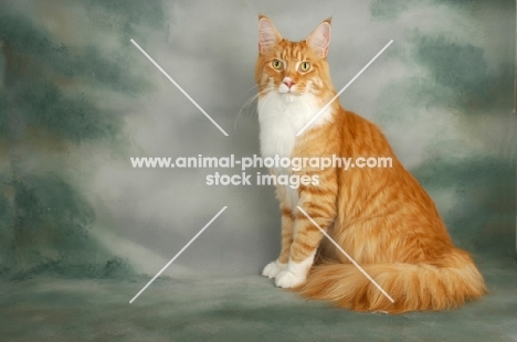 maine coon sitting, red and white tabby colour
