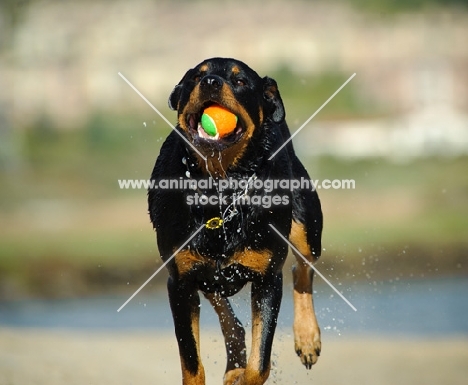 Rottweiler running with ball
