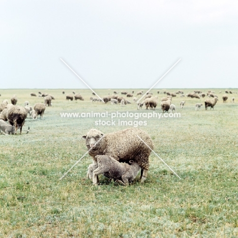 sheep in russia budionny stud