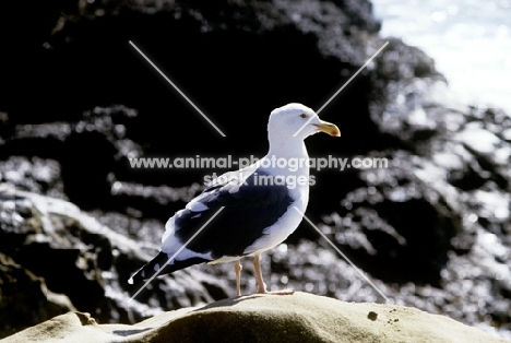 sea gull in usa