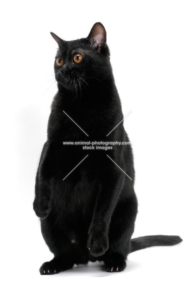 Bombay cat on white background, sitting