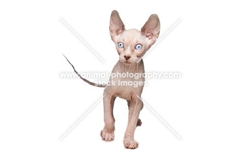 9 week old Sphynx kitten