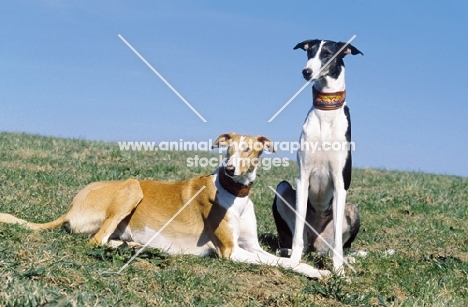 two Polish Greyhounds