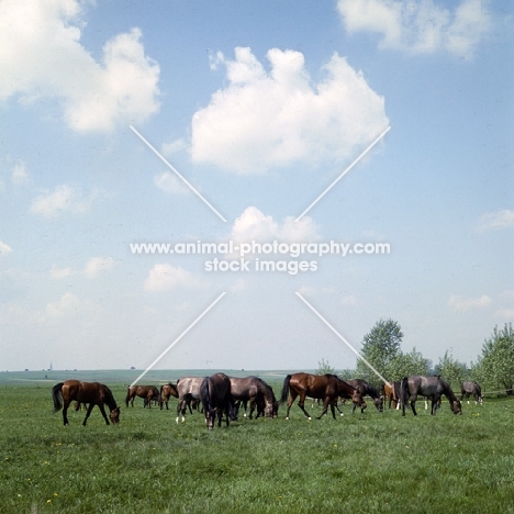 group of Polish Arabs grazing at janow podlaski stud