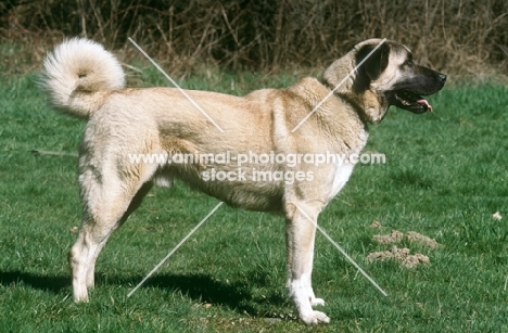 Kangal side view