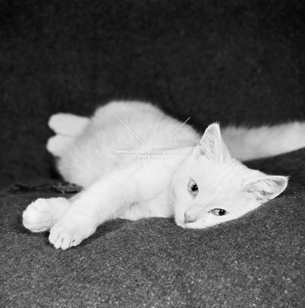 white short haired cat resting