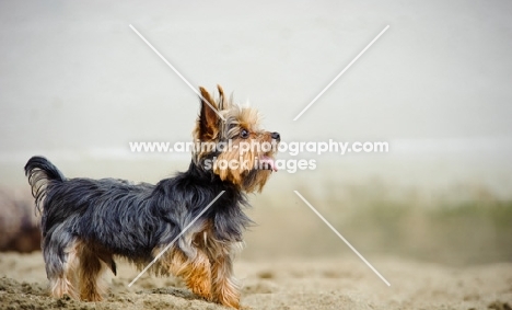 Yorkshire Terrier, side view, standing on beach