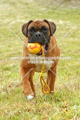 Boxer with ball