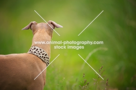 back view of a red italian greyhound