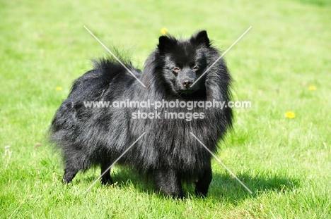 Standard German Spitz standing on grass