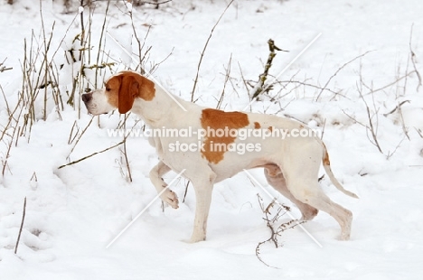 Pointer walking in snow