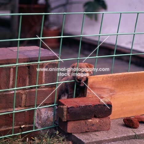 norfolk terrier puppy in makeshift puppy pen