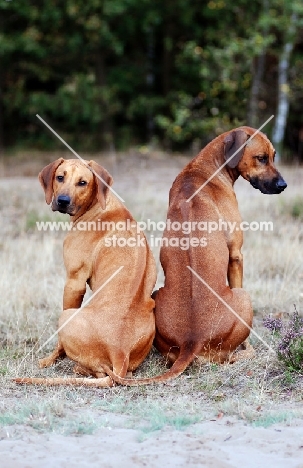 Rhodesian Ridgeback