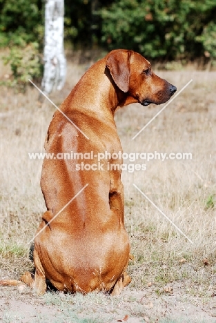 Rhodesian Ridgeback