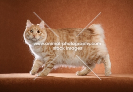 Kurilian Bobtail walking